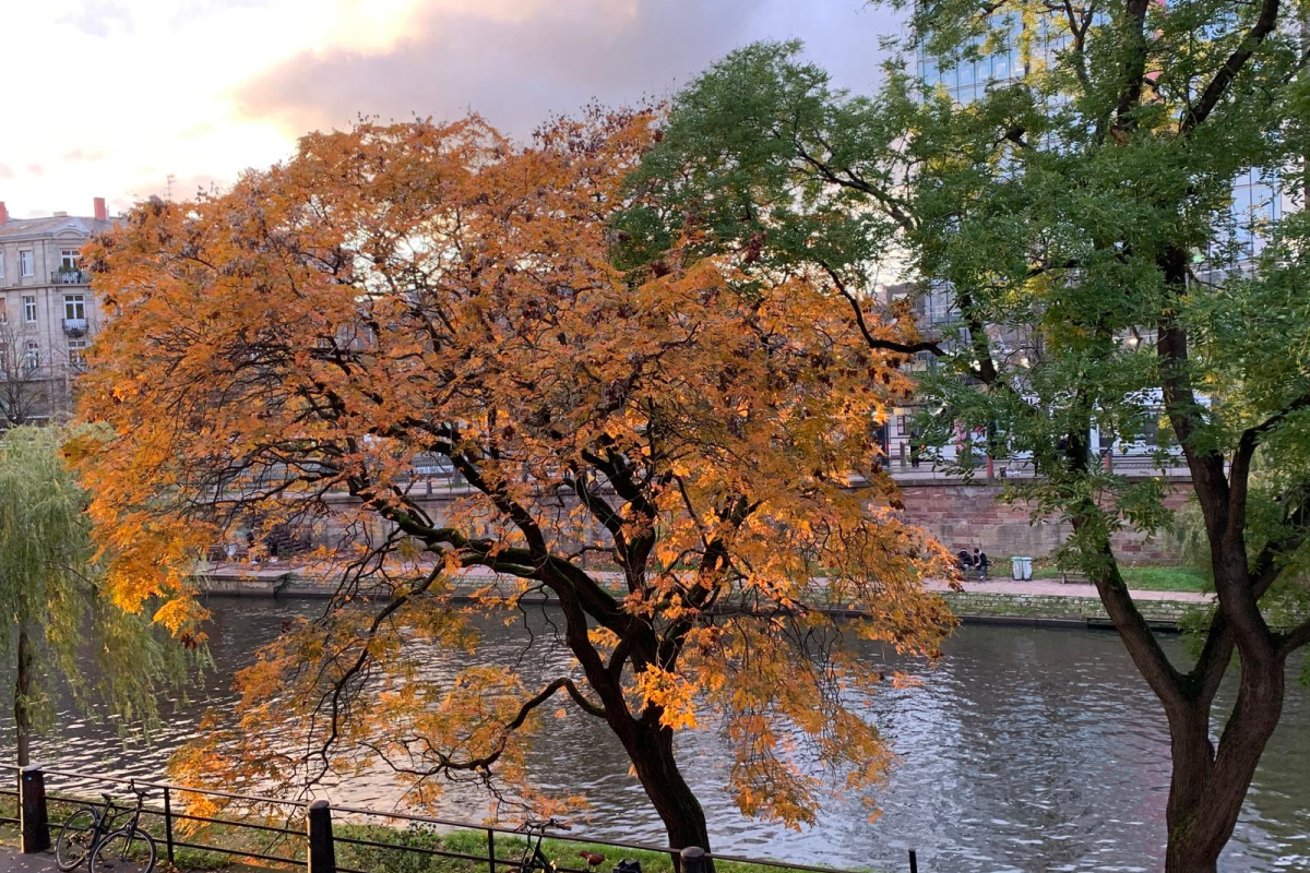 Environnement du cabinet dentaire à Strasbourg